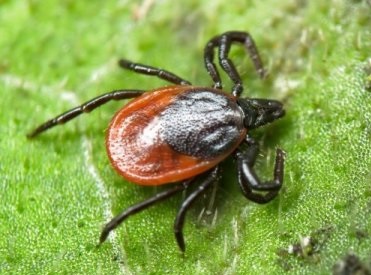 Ixodes